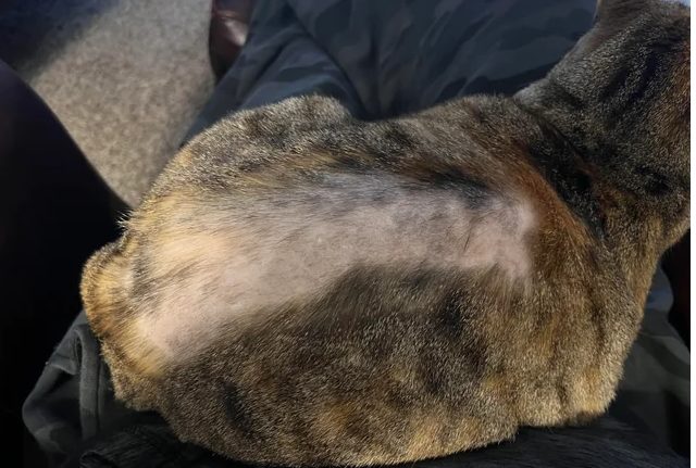 Cat loosing hair on the back