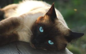 siamese cat laying on wooden bench