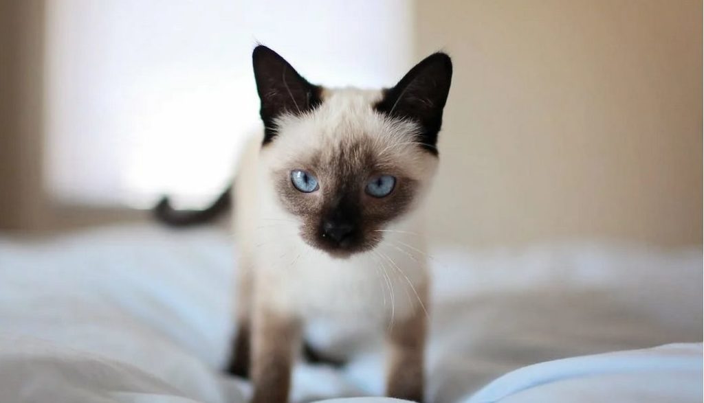 Cute Siamese cat with blue eye