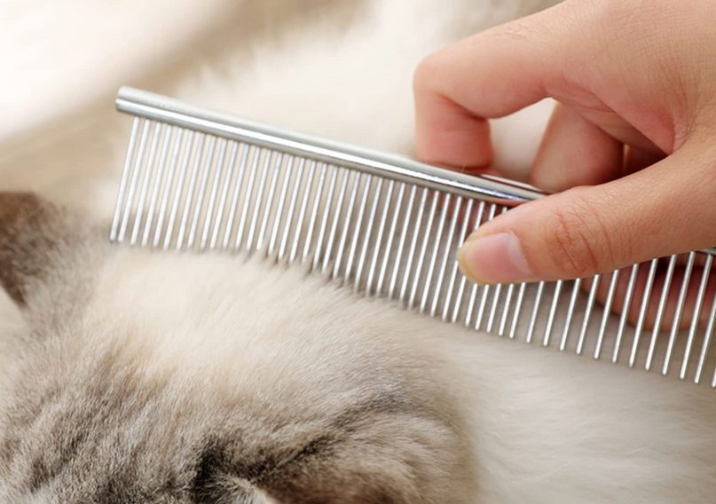 A wide-toothed comb for grooming Long Hair Ragdoll cat