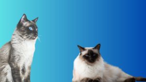 Balinese Cat Care: 10 Tips You Need to Know