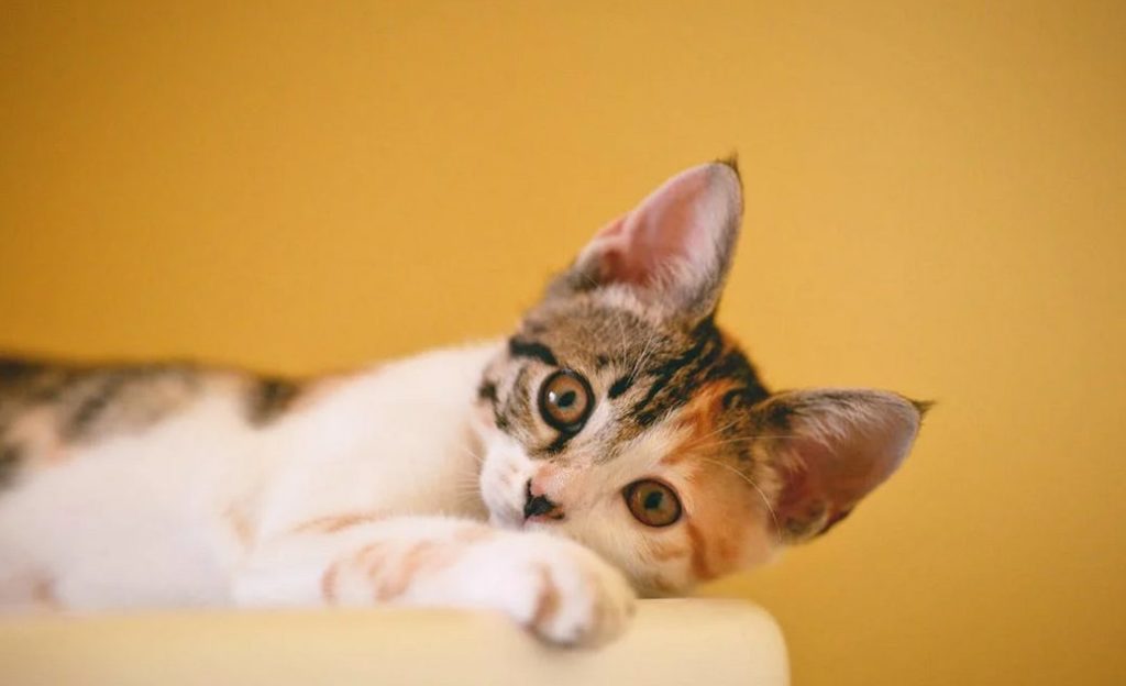 bored cat lying on white couch- cat overgrooming