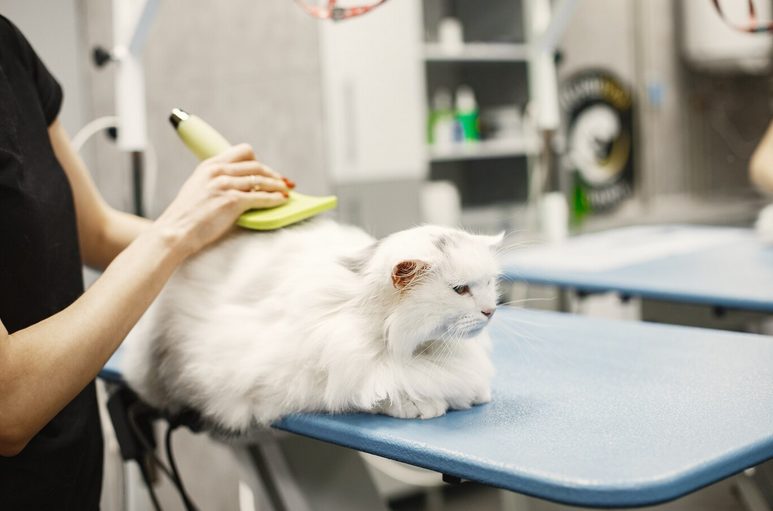 Brushing Ragdoll cat to prevent matting