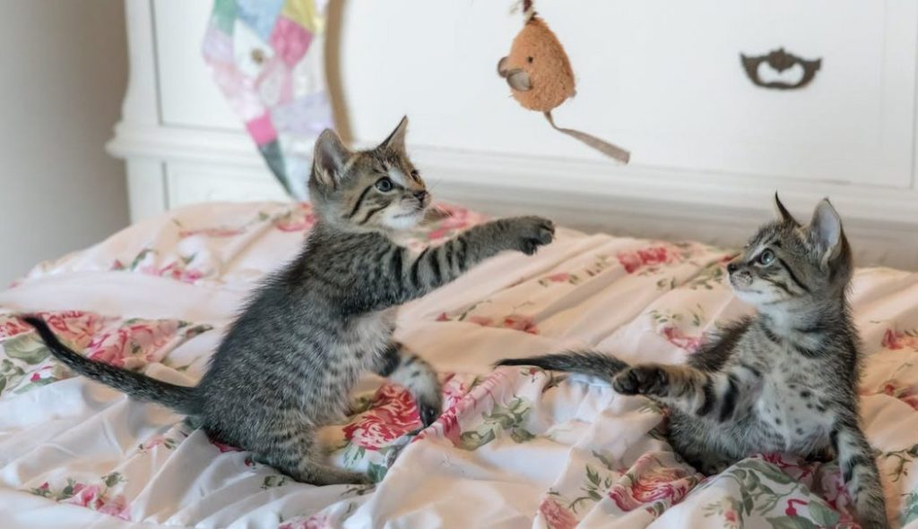 Cat playing with toys to stop overgrooming