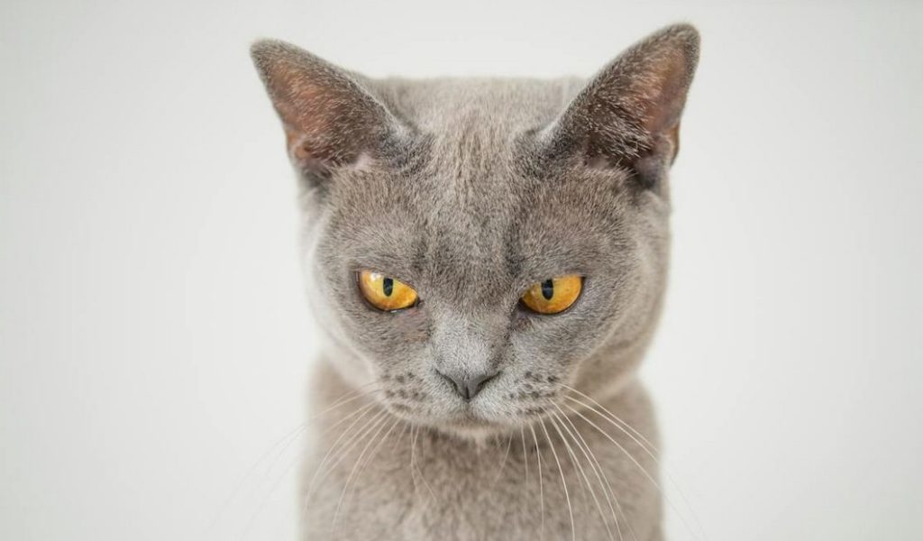 Image of a gray cat with yellow eyes: How To Calm Your Cat Down