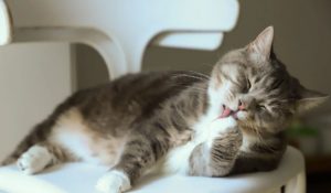 Understanding and Addressing Cat Overgrooming