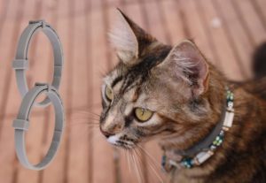 How Do You Choose The Right Flea Collar For Cat?