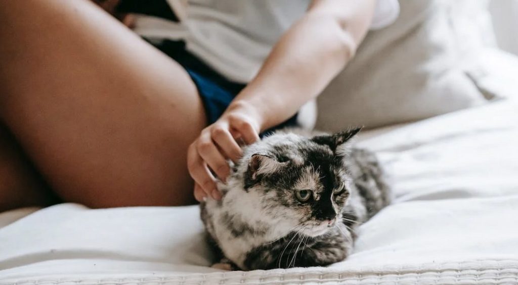 Woman calmly and gently soothes the cat