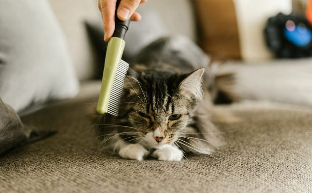 Owner calmly introduces grooming tools, brushing the cat slowly to aid in calming