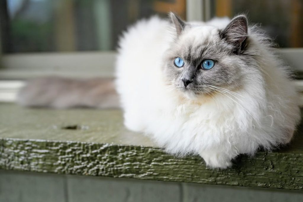 White Ragdoll Cats with blue eye sitting on window