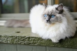 Ragdoll Cat Grooming and Flea Prevention: Home Care Tips