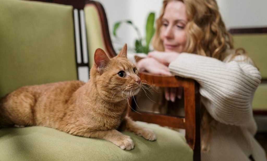 Cat calmly seated on a chair as a woman prepares to groom it to calm down